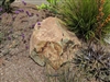 Golden Green Granite Decorative Boulders 30" - 36"