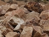 Copper Rose Garden Boulders 12" to 18" - Landscaping Stone