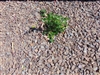 Barkwood Rock Gravel 3/4" Screened - Landscape Stone