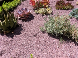 Desert Pink Decomposed Granite 3/8" Minus Sample