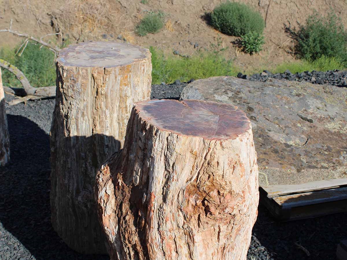 Petrified Wood Logs  Landscape Boulders Rocks Supply