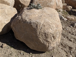 Desert Gold Large rock Boulders 24" - 30"