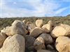 Desert Gold Large rock Boulders 24" - 30"