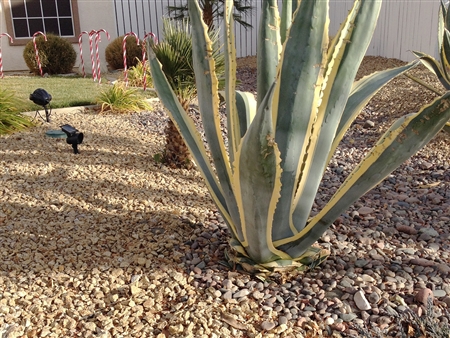 Golden King Gravel 3/8" Screened Truck Load -Landscape Gravel