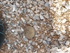 Oyster shell for bocce court - Crushed Stone Near Me