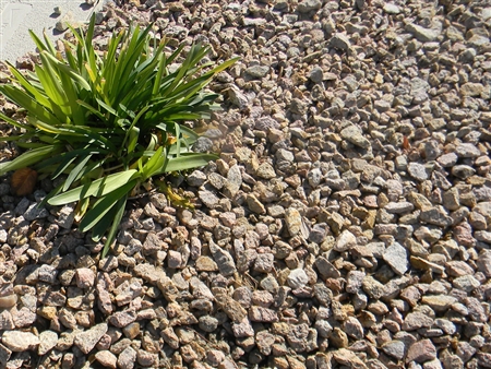 Palomino Coral Gravel 1/2" Screened Per Yard