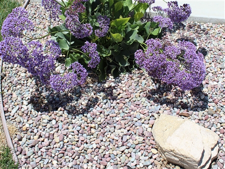 Pami Rainbow Pathway Pebbles 3/4" Per Pound