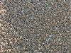 Sahara Gold Landscape Gravel 3/8" Sample