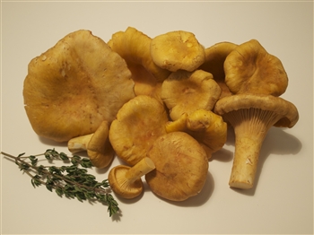 Golden Chanterelles (Oregon) - Cantharellus Formosus