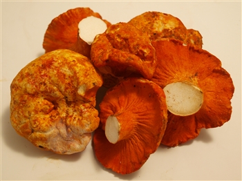 Lobster Mushrooms - Hypomyces Lactifluorum