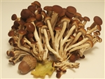 Velvet Piopparello - Agrocybe Aegerita