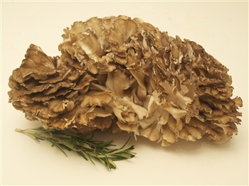 Hen of the Woods/Maitake - Grifola Frondosa