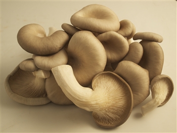 Oyster - Pleurotus Ostreatus