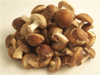 Petite Shiitake - Lentinula Edodes