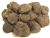 Perigord Truffles - Tuber Melanosporum