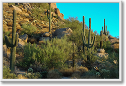 <span style="font-weight: bold;"><span style="text-decoration: underline; color: rgb(0, 89, 156);">Phoenix (Scottsdale), Arizona</span></span>