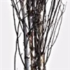Birch tree, 6'-7' (bundle of 5 trees, shipping included!)