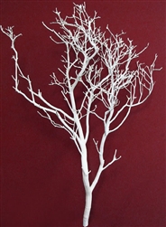 White Manzanita, 24"-30"