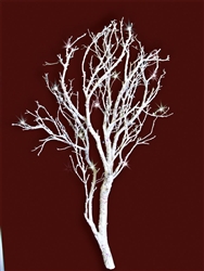 White Sparkle Manzanita, 24"-30"