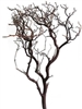 Natural Red Manzanita Branches, 24" Tall