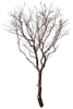 Natural Red Manzanita tree, 84"