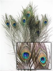 Peacock Feathers