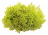 Reindeer Moss, chartreuse green