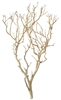 Sandblasted Manzanita Branch, 30" tall, case of two (shipping included!)
