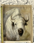OP-12  White Buffalo - 24" x 30" Original Oil Painting