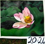 Lotus - 20" x 24" Original Oil Painting
