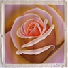 OP-FL18 ROSE 24" x 24" Original Oil Painting