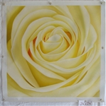 Rose Original Oil Painting 24" x 24"