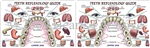 WA-197 Teeth Reflexology Guide - Wallet Altar