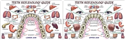 WA-197 Teeth Reflexology Guide - Wallet Altar