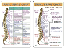 WA-211 Spinal Nerve Chart - Wallet Altar