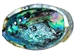 Wholesale Abalone Shell