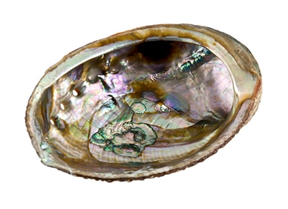 Wholesale Abalone Shell