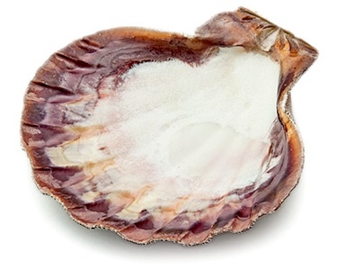 Wholesale Lion Paw Shell