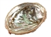 Wholesale Abalone Shell