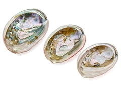 Wholesale Red Abalone Shell