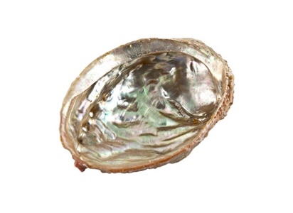 Wholesale Abalone Shell