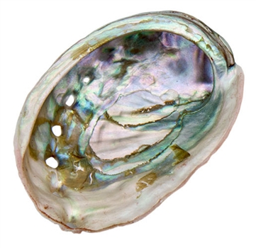 Wholesale Red Abalone Shell