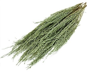 Wholesale Shasta Sage