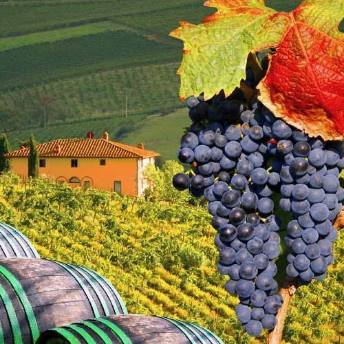 Livorno Shore Excursions - Chianti Wine Region