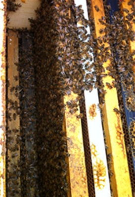 bee nucs for sale