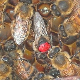 live queen bees