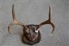 Antler Mounting Kit