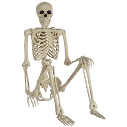 Skeleton - Life Size And Posable