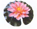 PINK WATER LILLY - SMALL