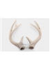 Deer Antlers